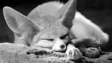 the cunning fennec fox learning one another and the cunning fennec fox