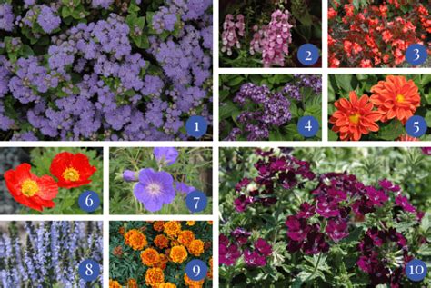 How To Pick Annual Flowers That Bloom All Summer Long