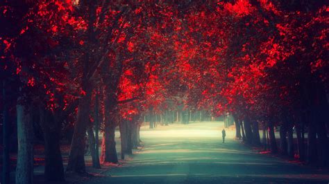 Trees Autumn Season Red Leaves Remembrance Wallpaper 1920x1080