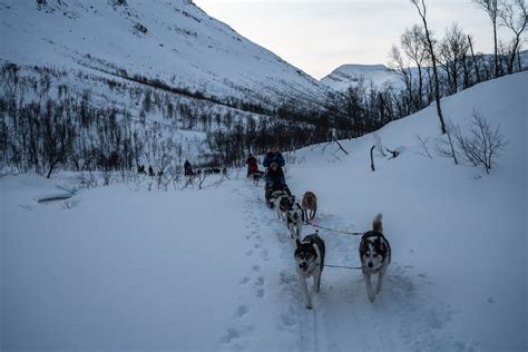 Dog Sledding In Norway Ox Adventure