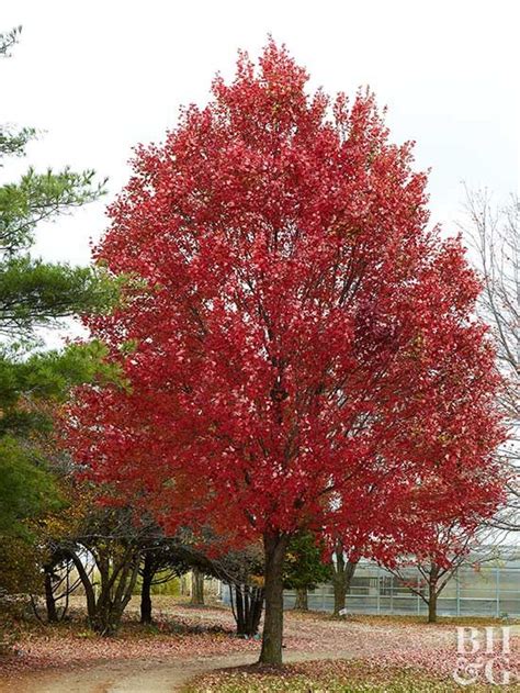 The 25 Best Best Shade Trees Ideas On Pinterest Landscaping With Flowers Landscape Borders