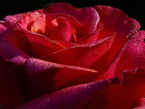 Amazing Beauty Red Rose Rose Water Drops Flower Beauty Beauty Of