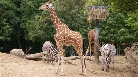 Il est l'un des plus beaux zoos du monde et présente de manière pédagogique et la plus agréable qui soit des animaux rares et magnifiques. Le zoo de Beauval dans le Loir-et-Cher annonce la ...