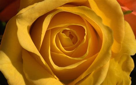 Yellow roses and butterflies ❤ 4k hd desktop description: Wallpapers Yellow Rose - Wallpaper Cave