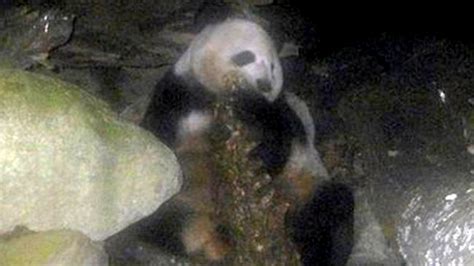 Startling Image Carnivorous Panda Eats Antelope Message Board