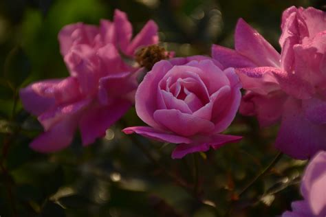 Foto Stok Gratis Tentang Bagus Bunga Merah Jambu Bunga Merah Muda