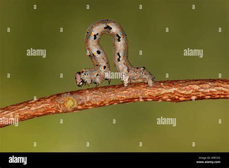 Inchworm Hi Res Stock Photography And Images Alamy