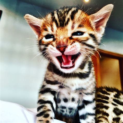 Information and pictures of snow leopard bengal cats and snow bengal kittens, snow bengal kittens available for sale in florida, snow bengalcat breeder. New Bellator Bengal Kittens, one boy available | Cheadle ...