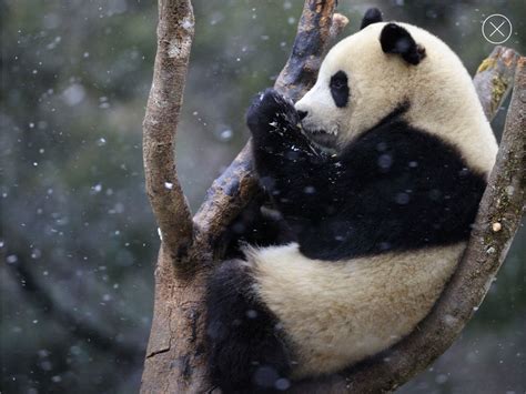 Panda In The Snow Panda In Snow Animals Animals Beautiful