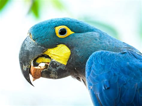 Macaw Parrot Species And Breed Information Uk Pets