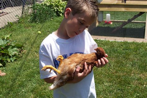 Making A Life Pet Chickens The Next Big Thing