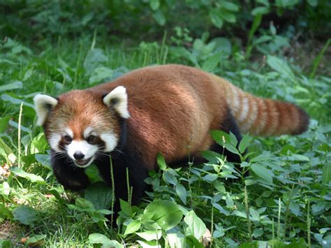 Ailurus Fulgens Refulgens Red Panda In Columbus Zoo And Aquarium