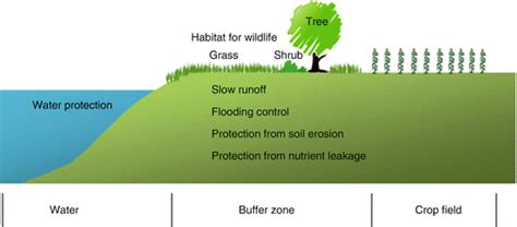 Riparian habitats include shallow backwaters; Riparian Buffer Zone for Wetlands | SpringerLink