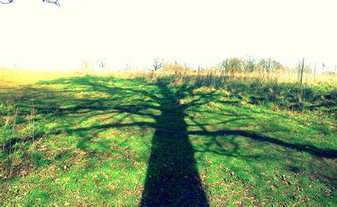 Tree Shadow Free Stock Photo Public Domain Pictures