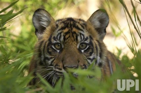 Photo Sumatran Tiger Cub Makes Debut At San Diego Zoo Wax20070525707
