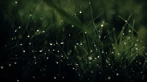 Hd Wallpaper Green Nature Rain Grass Water Drops Wide Mobile