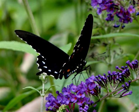 Appalachian Journal Black Swallowtail Butterflies
