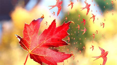 Red Maple Leaf Nature Leaves Fall Maple Leaves Hd Wallpaper
