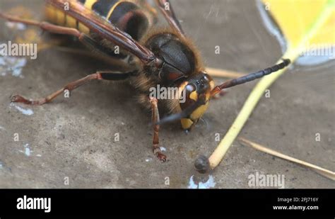 Insect Hornets Are Omnivorous Wasp That Are Part Of Genus Vespa