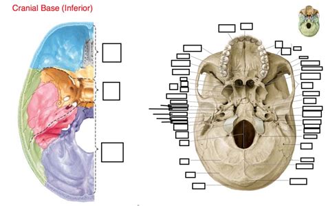 Anatomy Skull Cranial Base Diagram Quizlet