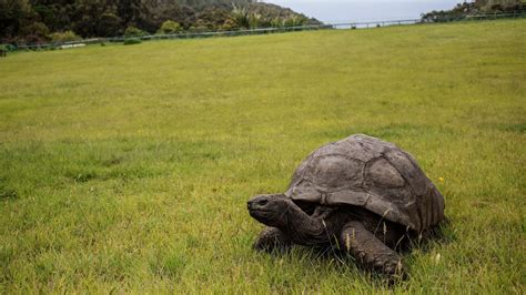 Jonathan The Oldest Living Turtle In The World Will Turn Years