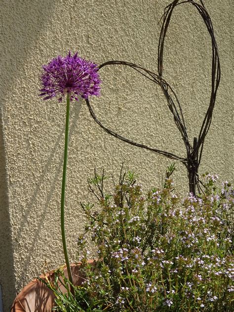 Maybe you would like to learn more about one of these? Zierlauch mit Thymian im Topf. | Zierlauch, Garten, Thymian