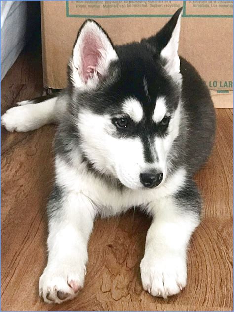 He is almost 9 weeks old. white siberian husky puppies for sale in michigan