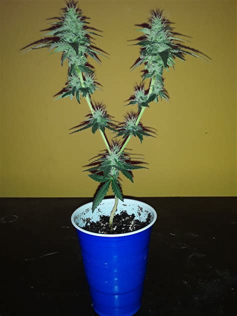 Micro grow | THCFarmer - Cannabis Cultivation Network
