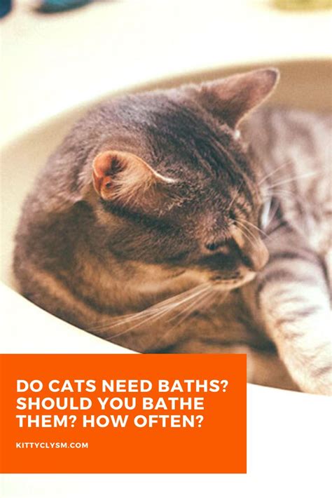 Do Cats Need Baths Should You Bathe Them How Often Cats Cat