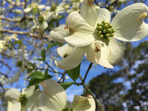 Flowering Dogwood To Plant Or Not To Plant Community