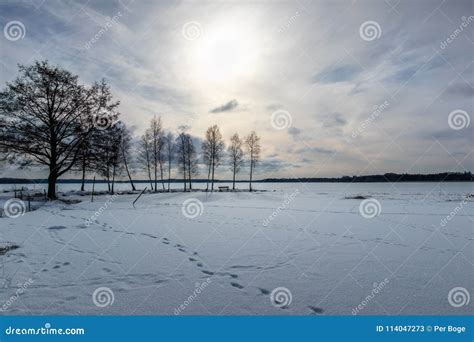 Trees In Beautiful Afternoon Late Winter Frozen Lake Landscape Stock