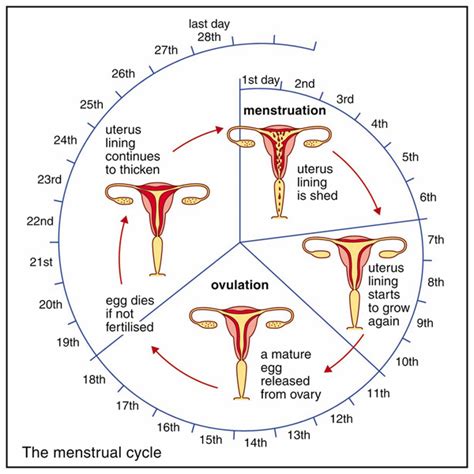 Proses Terjadinya Menstruasi Dan Siklus Menstruasi