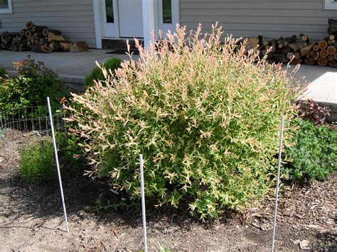 How to prune a dappled willow tree salix hakuro nishiki and results after 72 days. Salix integra 'Flamingo' Dappled Japanese Willow (3) 2010 ...