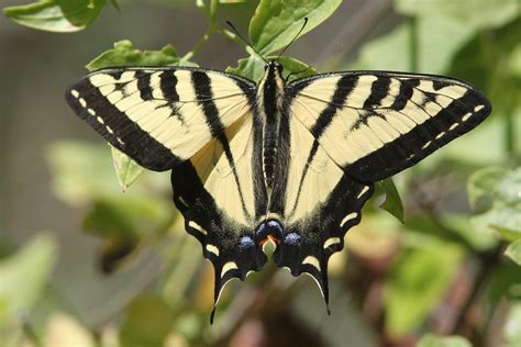 WESTERN TIGER SWALLOWTAIL Papilio Rutulus 7 23 09 Cerr Flickr