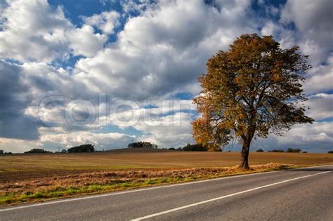 Lonely Tree Near A Empty Road In Autumn Stock Image Colourbox