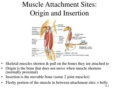 Muscle tissue is made up of bands of cells that contract and allow bodies to move. PPT - Chapter 11 The Muscular System PowerPoint Presentation, free download - ID:297633