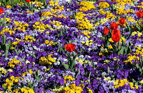 2560x1600 Tulips Pansies Flowerbed Green Night Garden Wallpaper