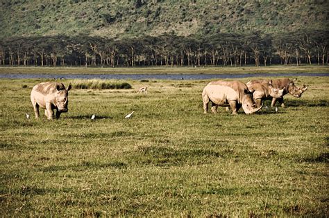 Kenya Lake Nakuru National Park Breitmaulnashorn Im Lake Flickr