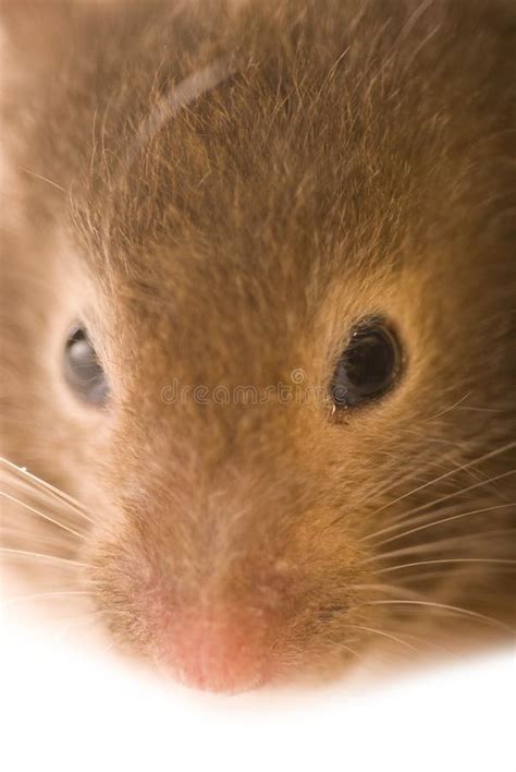 Little Brown Hamster Close Up Stock Photo Image Of Mice Nice 14080082