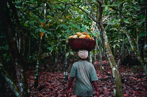 Optimizing Cocoa Agroforests World Cocoa Foundation