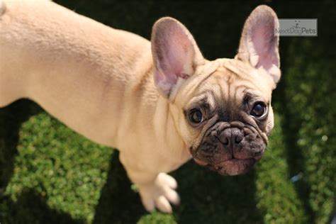 The frenchbulldogs community on reddit. Mighty Mouse: French Bulldog puppy for sale near Las Vegas ...