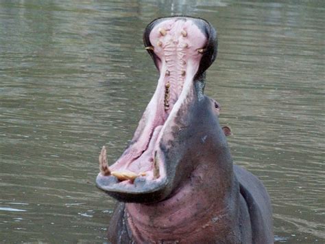 Hippo Teeth Reveal Environmental Change The Archaeology News Network