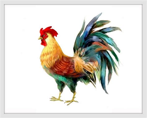 Below you'll learn more about the chicken's life cycle and how to use create your own chicken life cycle spinner toy! Rooster Art Chicken Watercolor Painting Art Print Fall