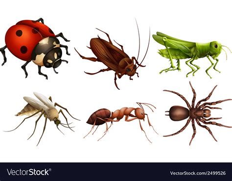 Different Insects Royalty Free Vector Image Vectorstock