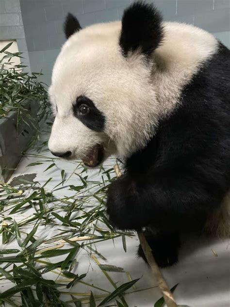 Panda Updates Wednesday June 2 Zoo Atlanta