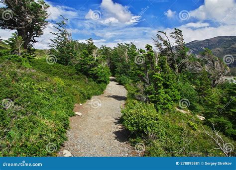 Plants In Torres Del Paine National Park Patagonia Chile Stock Image