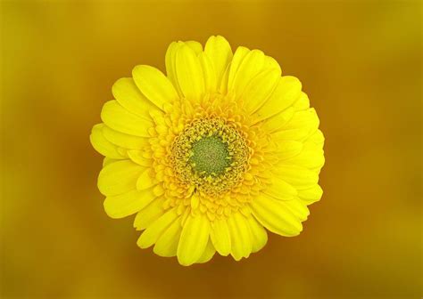 Red flower only spawns during day. 30+ Types of Yellow Flowers with Pictures | Flower Glossary