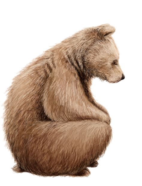 Illustrated Bear Sample Baby Animals Cute Animals Bear Artwork Bear