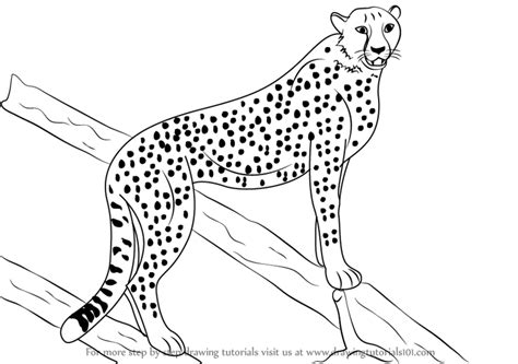 How To Draw A Cheetah Zoo Animals Step By Step