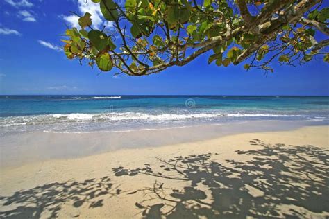 Caribbean Beach Scene Stock Photo Image Of Panoramic 12473888